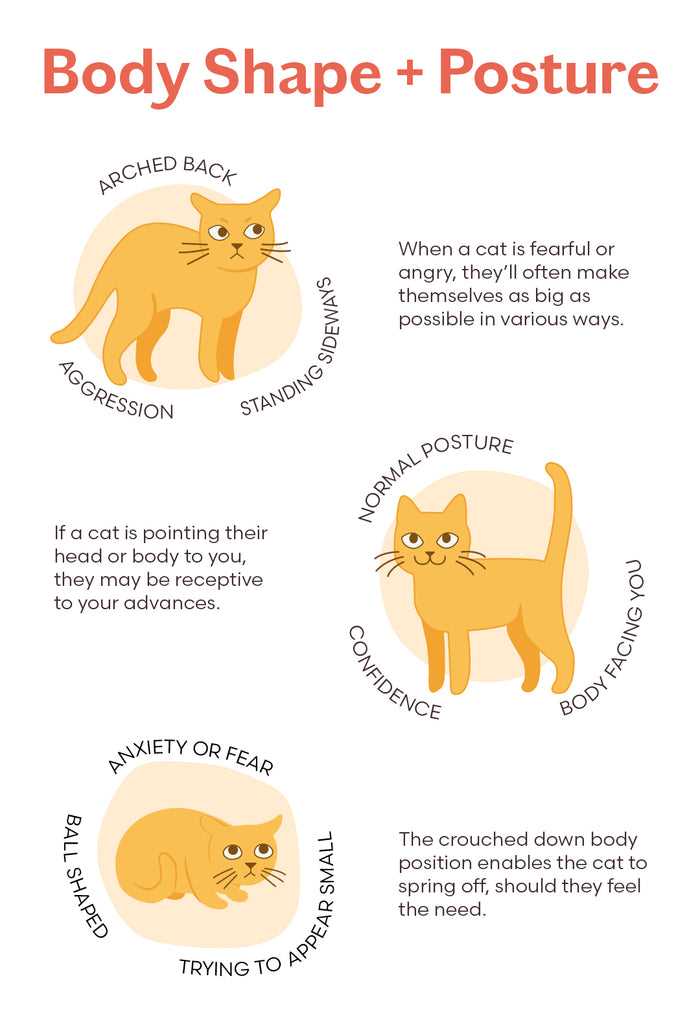 Understanding Cat Body Language