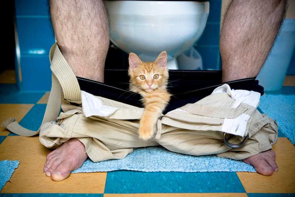 Understanding Your Feline's Need for Company During Bathroom Visits