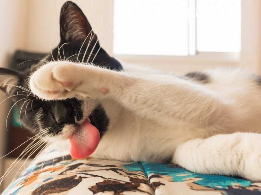 When to Be Concerned About Aggressive Pawing