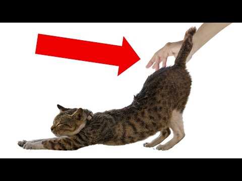 Tail Position and Its Meanings