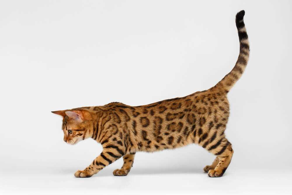 Interpreting the Context of the Tail Slap