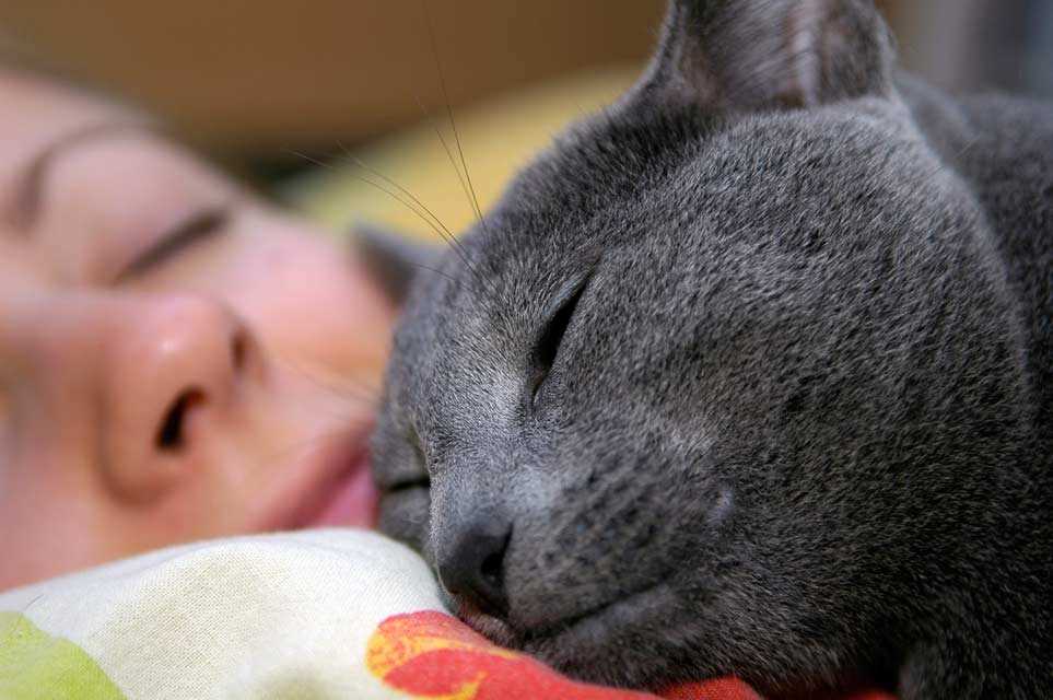 Managing Your Feline's Sleeping Habits for Better Rest