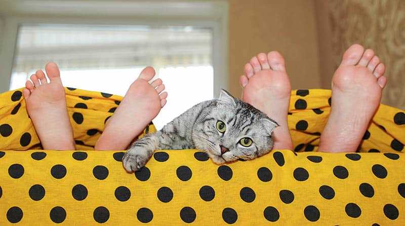 Spiritual Connections: The Symbolism Behind Your Feline's Sleeping Position