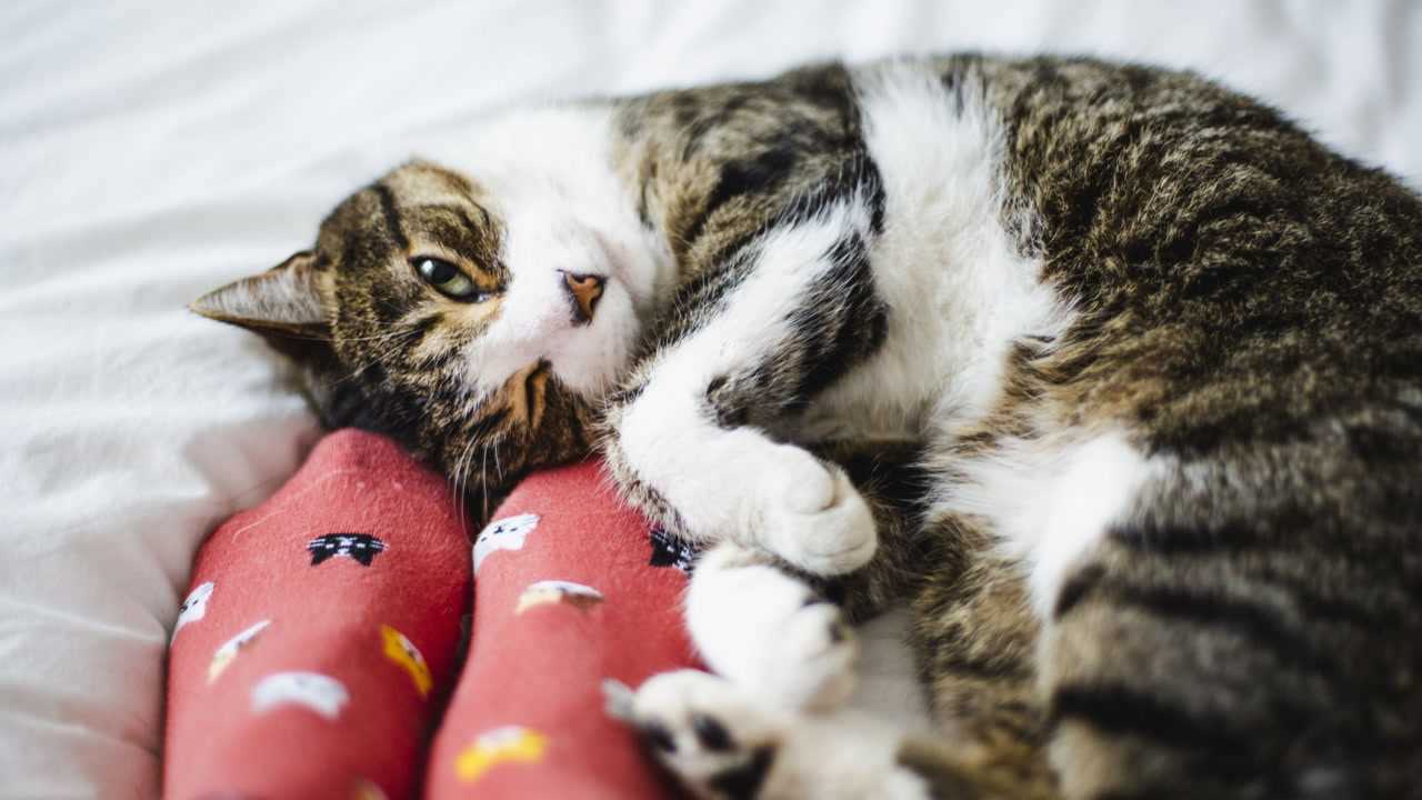 Understanding the Bond: What It Means When Your Feline Companion Rests Near You