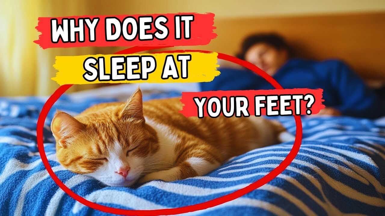 Interpreting Your Feline's Behavior: Signs of Comfort and Protection