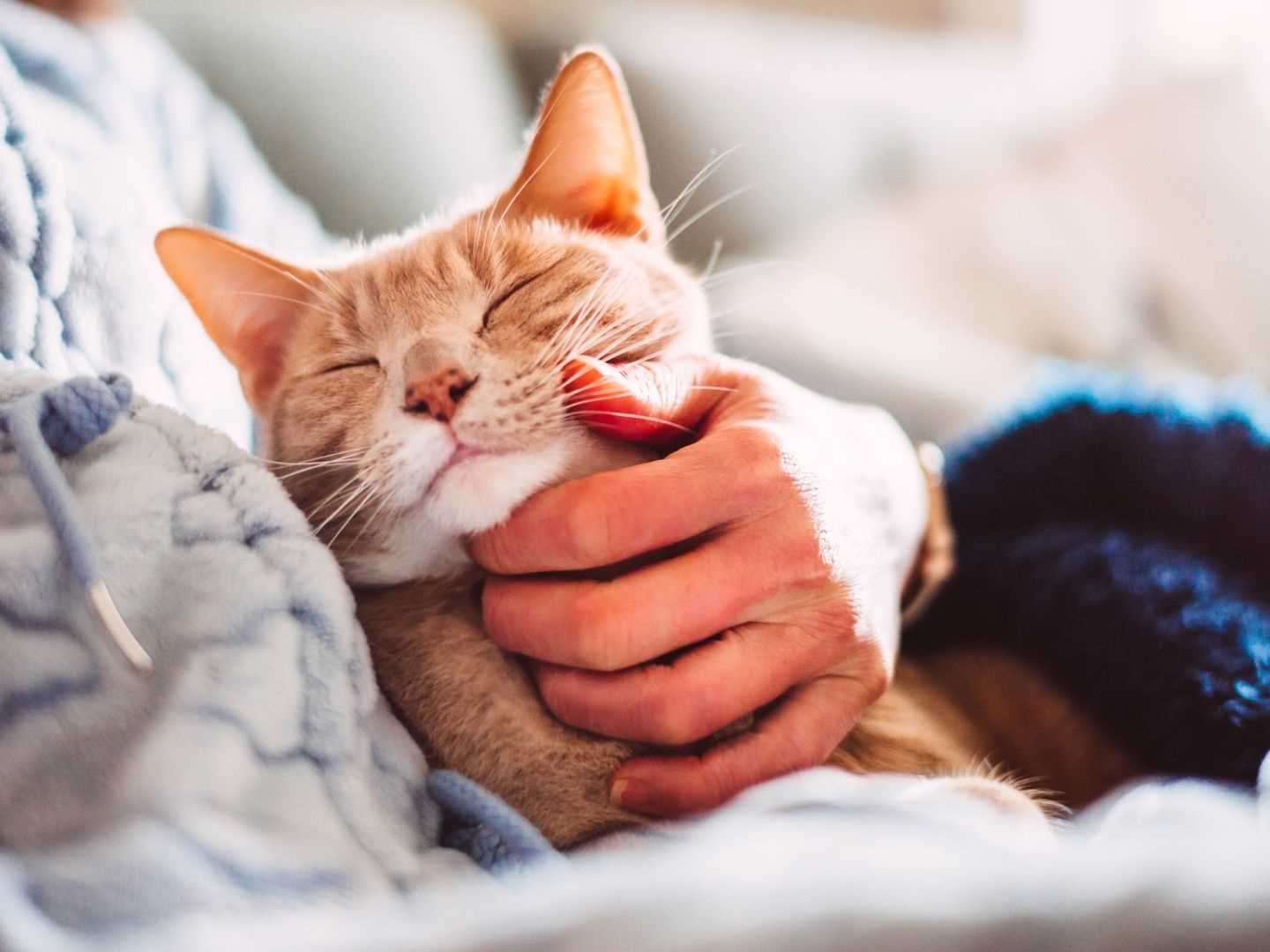Creating a Comfortable Sleep Environment for Your Feline Friend