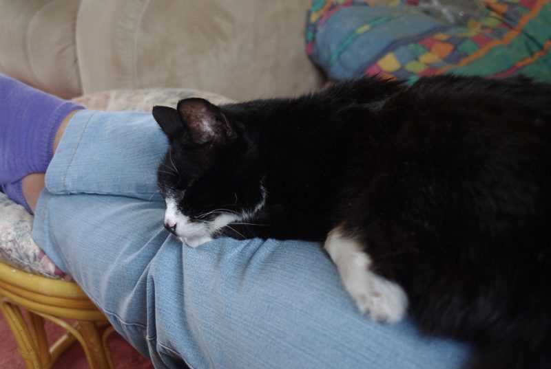 Assessing the Bond Between You and Your Feline Friend