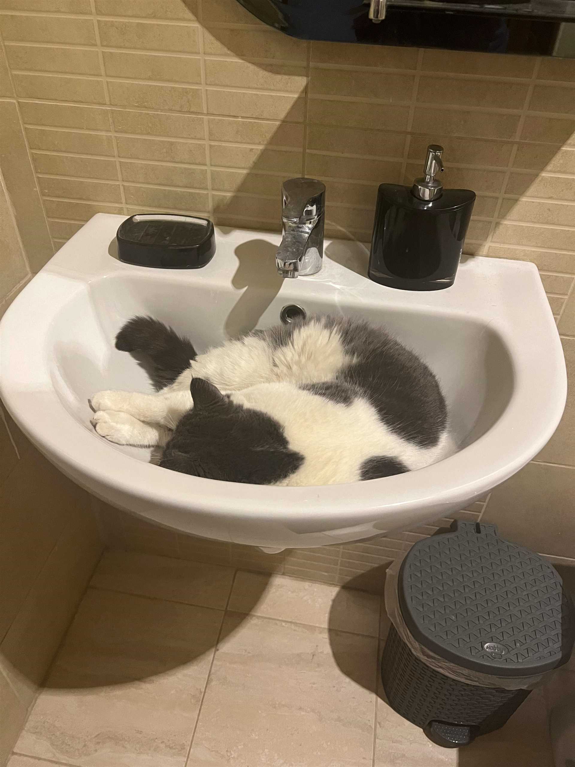 Understanding the Comfort of Bathroom Spaces for Felines