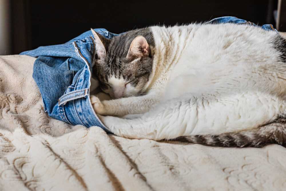 The Role of Scent in Feline Behavior