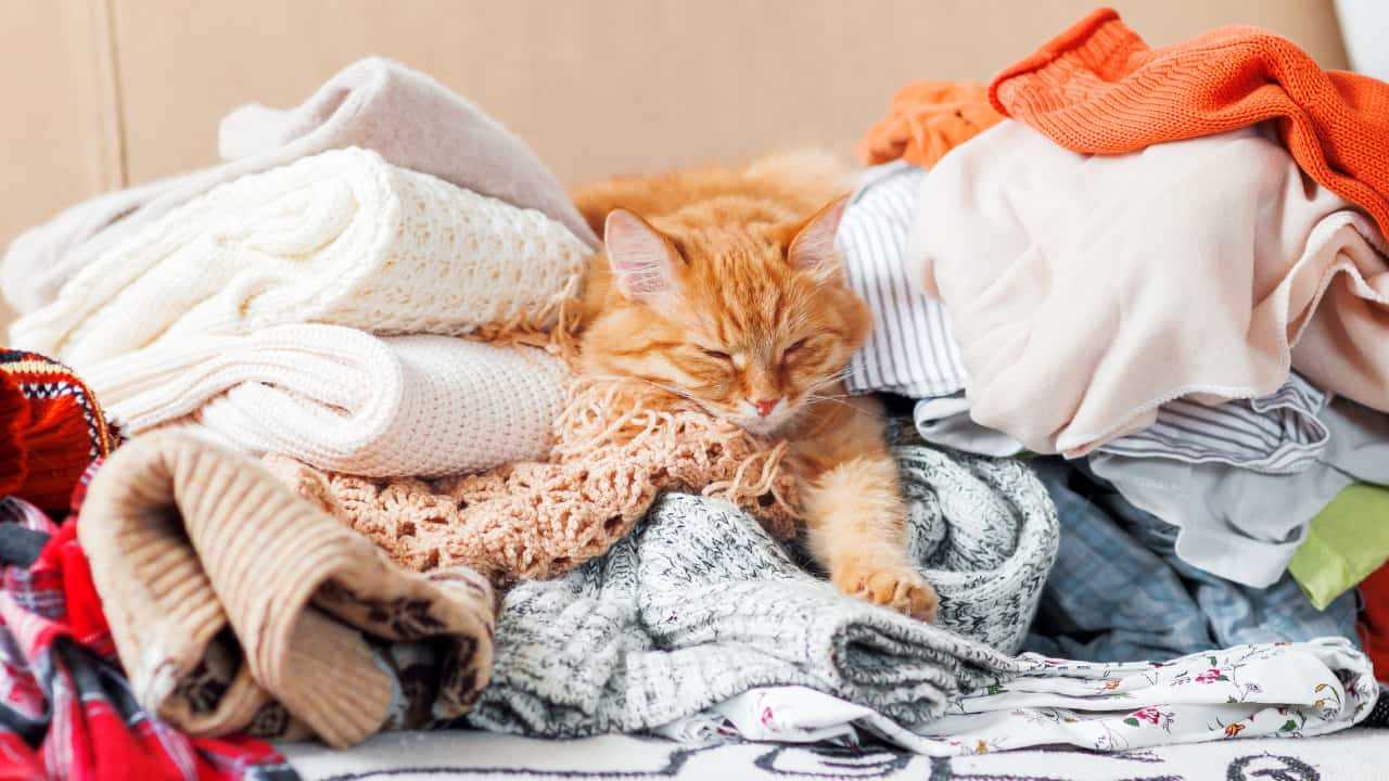 How Cleanliness Affects Your Feline's Comfort