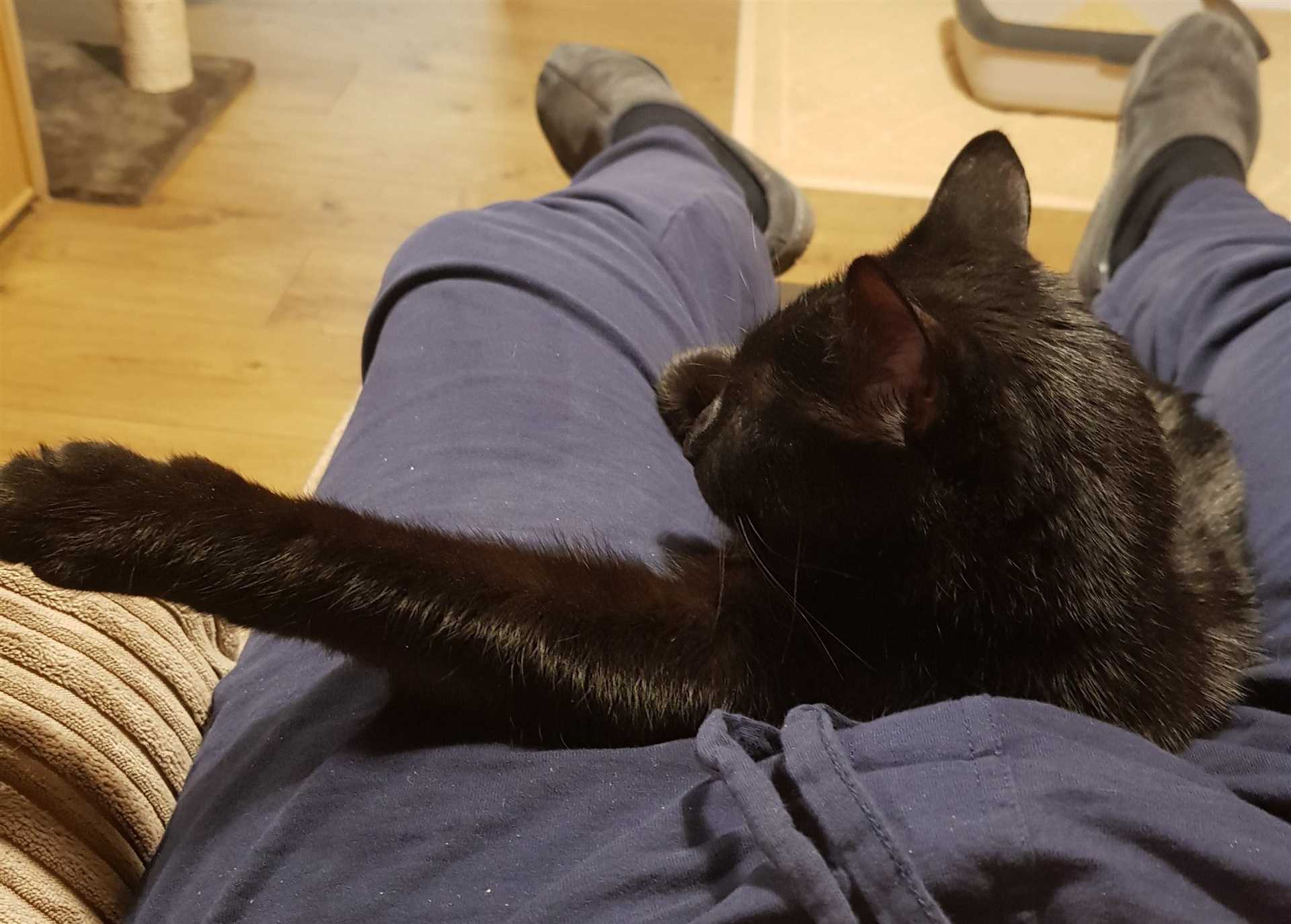 The Bonding Experience: How Lap Sleeping Strengthens Your Relationship
