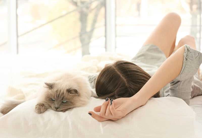 Assessing Your Feline's Sleeping Preferences