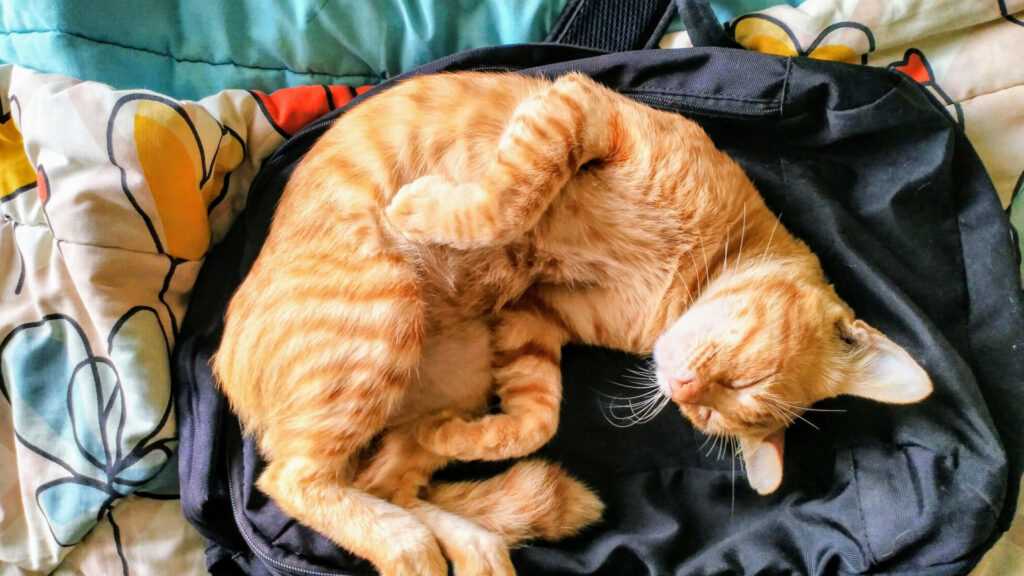 The Role of Body Heat and Comfort in Feline Sleeping Habits