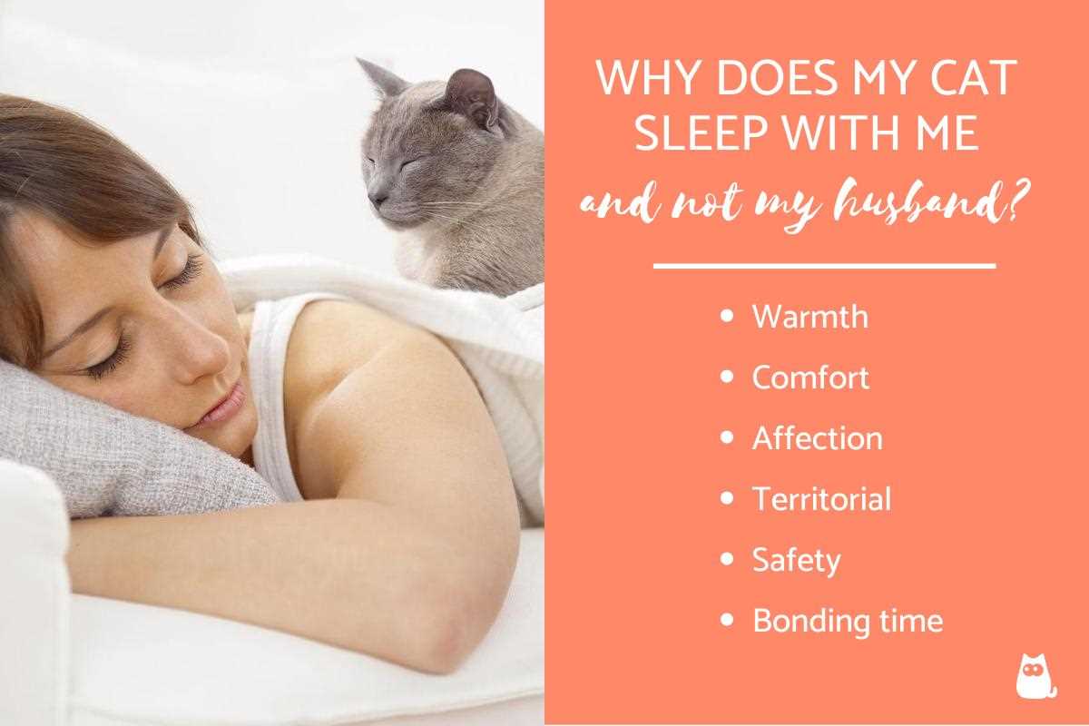 Understanding Your Feline's Need for Warmth and Comfort