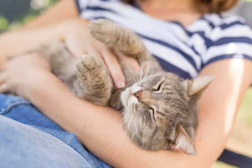 Understanding Feline Affection and Behavior