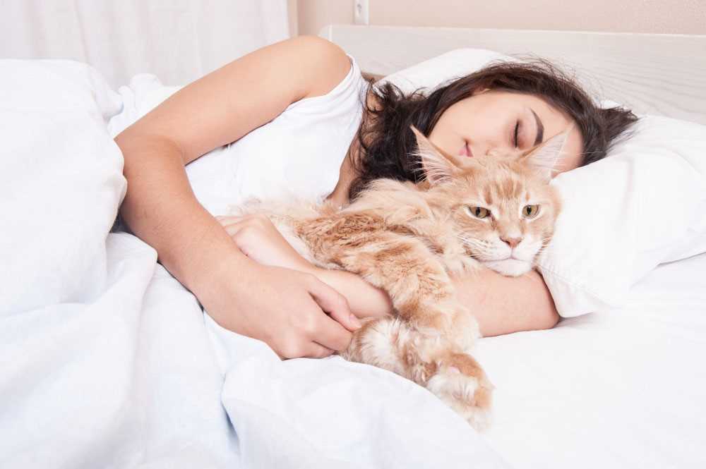 Why My Feline Companion Chooses to Rest So Close