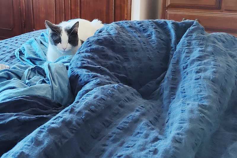 Understanding Your Feline's Need for Warmth and Security