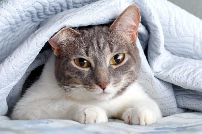 Comfort and Security