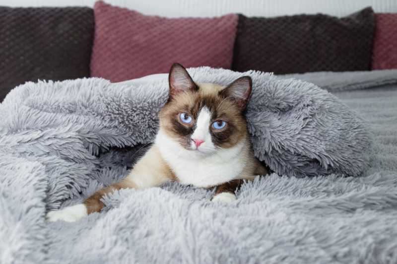 Identifying Signs of Comfort and Bonding with Your Furry Companion