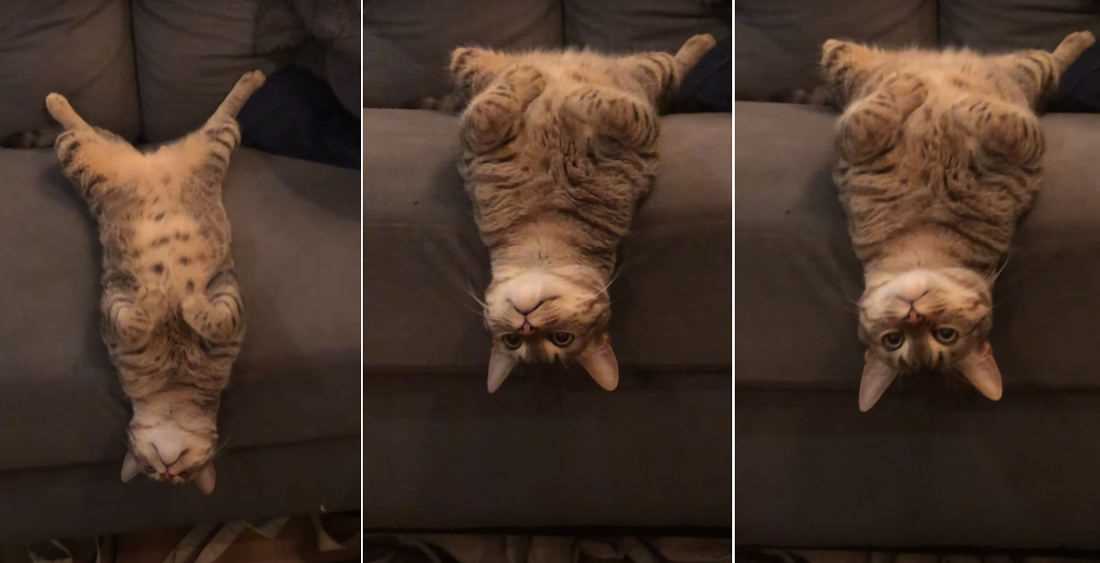 Understanding the Comfort of Felines When Resting in an Inverted Position