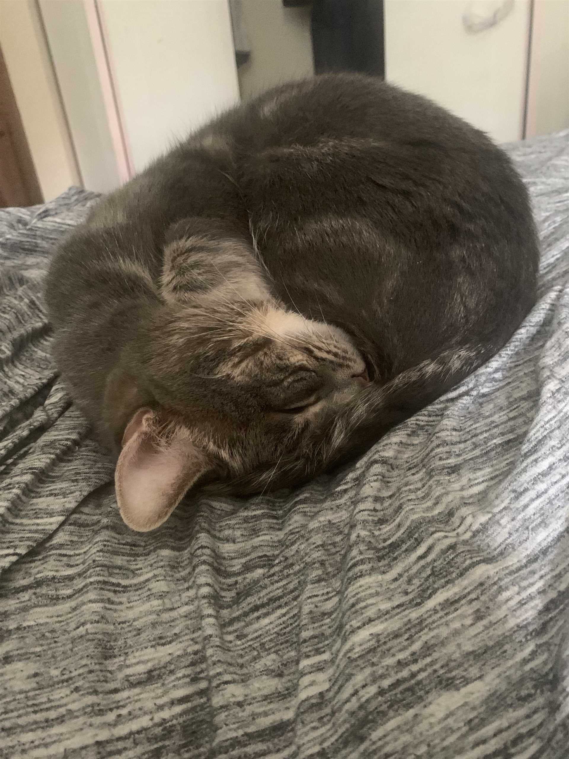 Identifying Health Issues if Your Feline Friend Sleeps in an Inverted Position Excessively