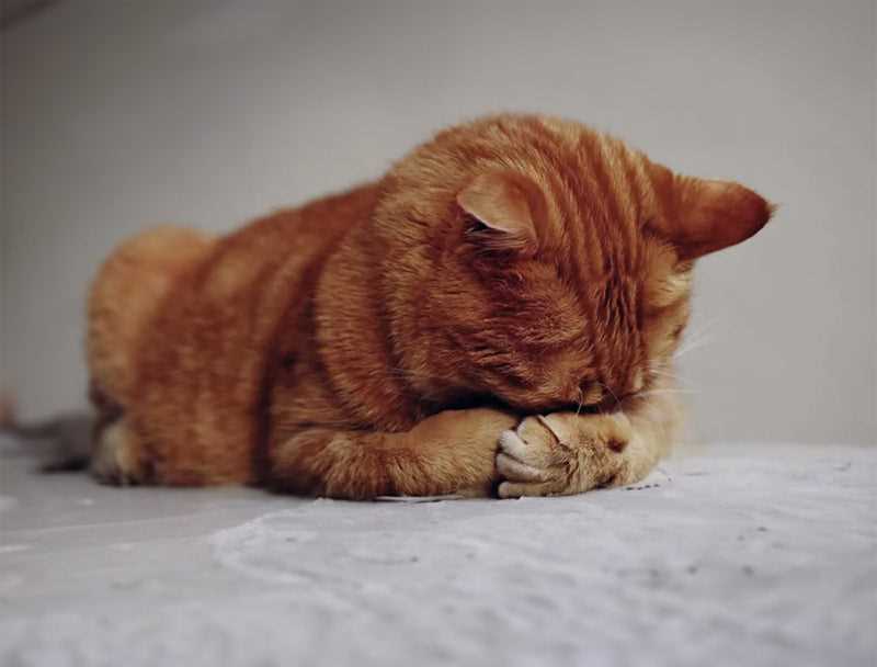 Environmental Factors Affecting Sleep Posture