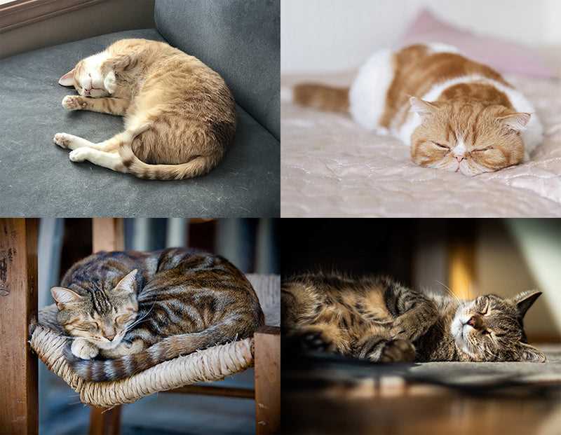 Common Reasons for Felines to Rest With Their Heads Down