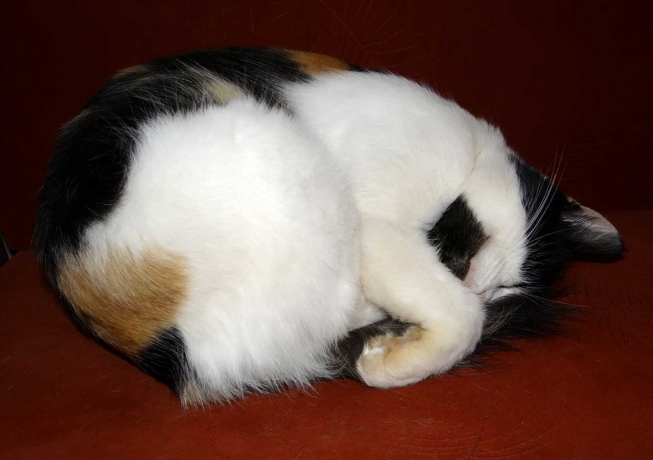 Behavioral Reasons for Head-Down Sleeping