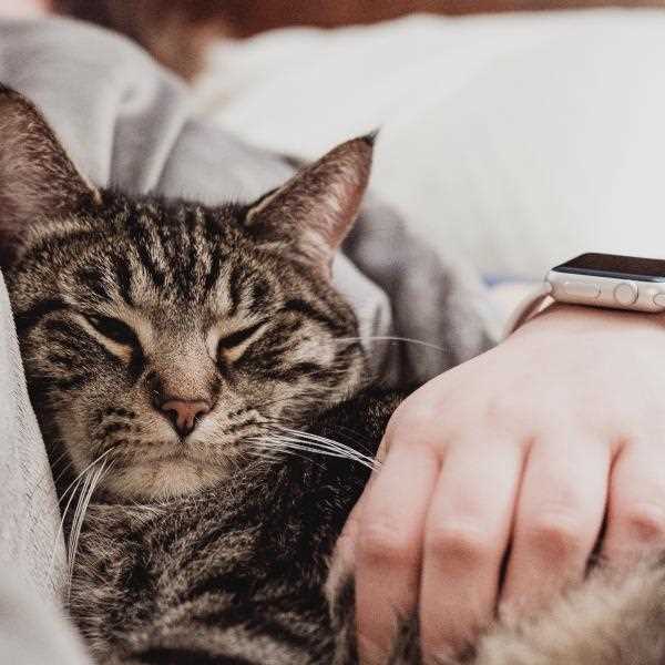 Factors Influencing Your Feline's Sleeping Preferences