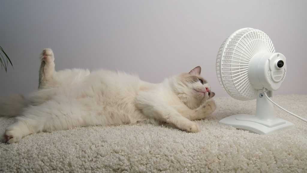 Understanding My Summer Mood Changes