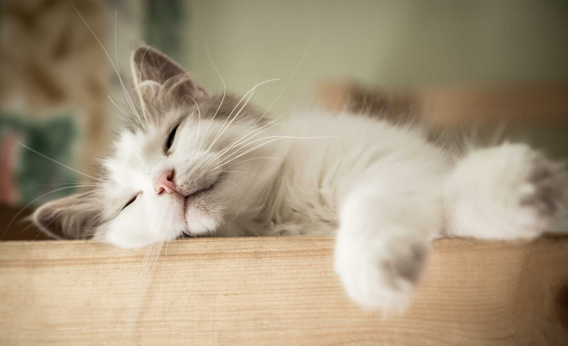 Identifying Signs of Summer Fatigue in Felines