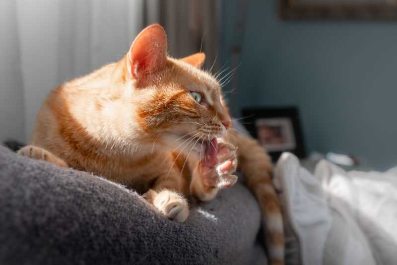 Identifying Medical Issues Related to Lip Smacking in Cats