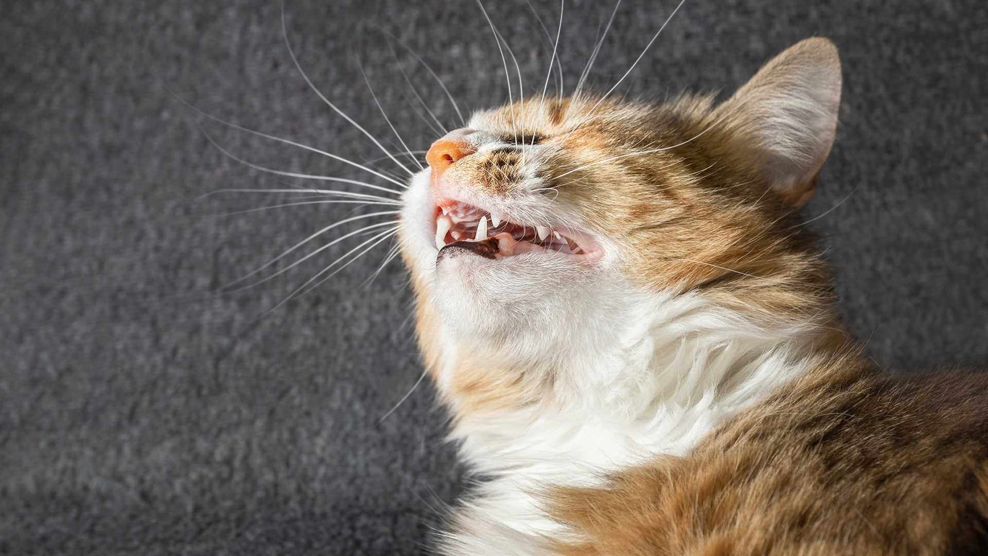 Why I Have Frequent Sneezing Fits