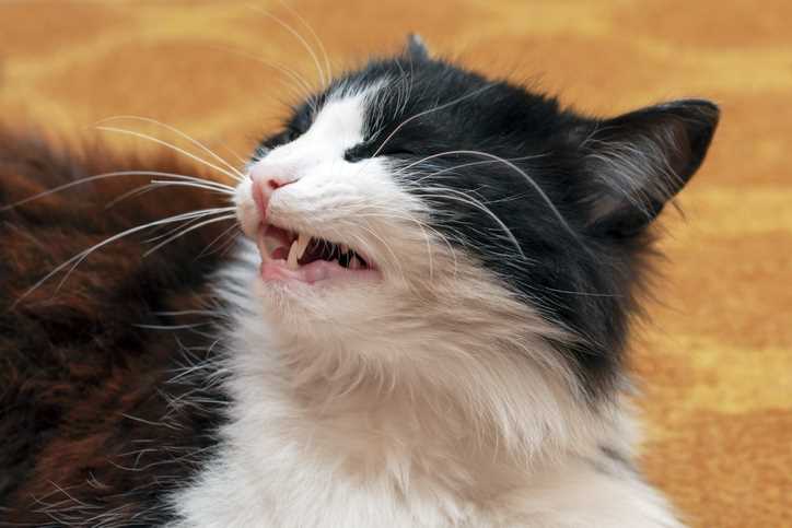 Signs of Respiratory Infections in Felines