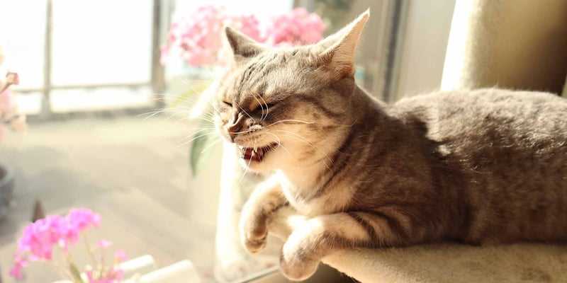 Home Remedies and Treatments for Sneezing Felines