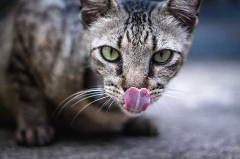 Interpreting Your Feline's Behavior and Social Signals