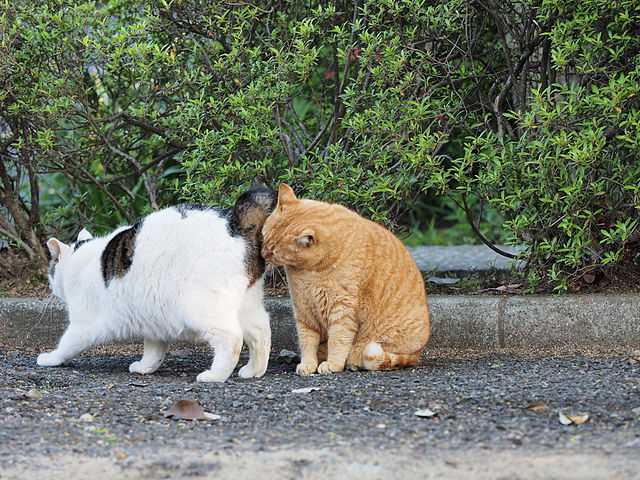 Understanding the Behavior of My Feline Friends