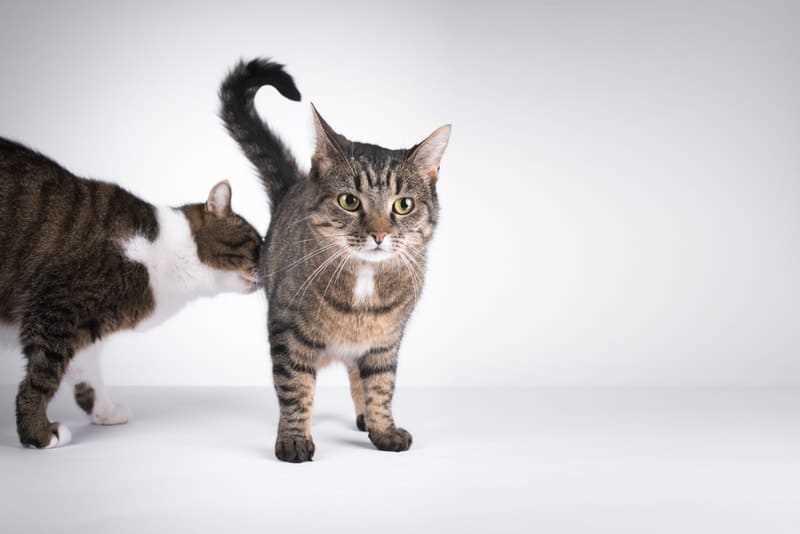 The Role of Scent Marking in Feline Communication