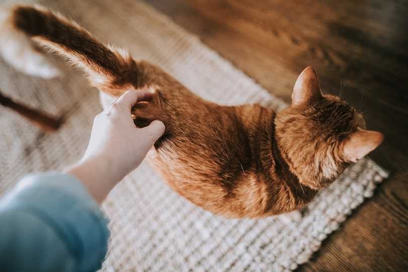 Understanding Feline Scent Communication