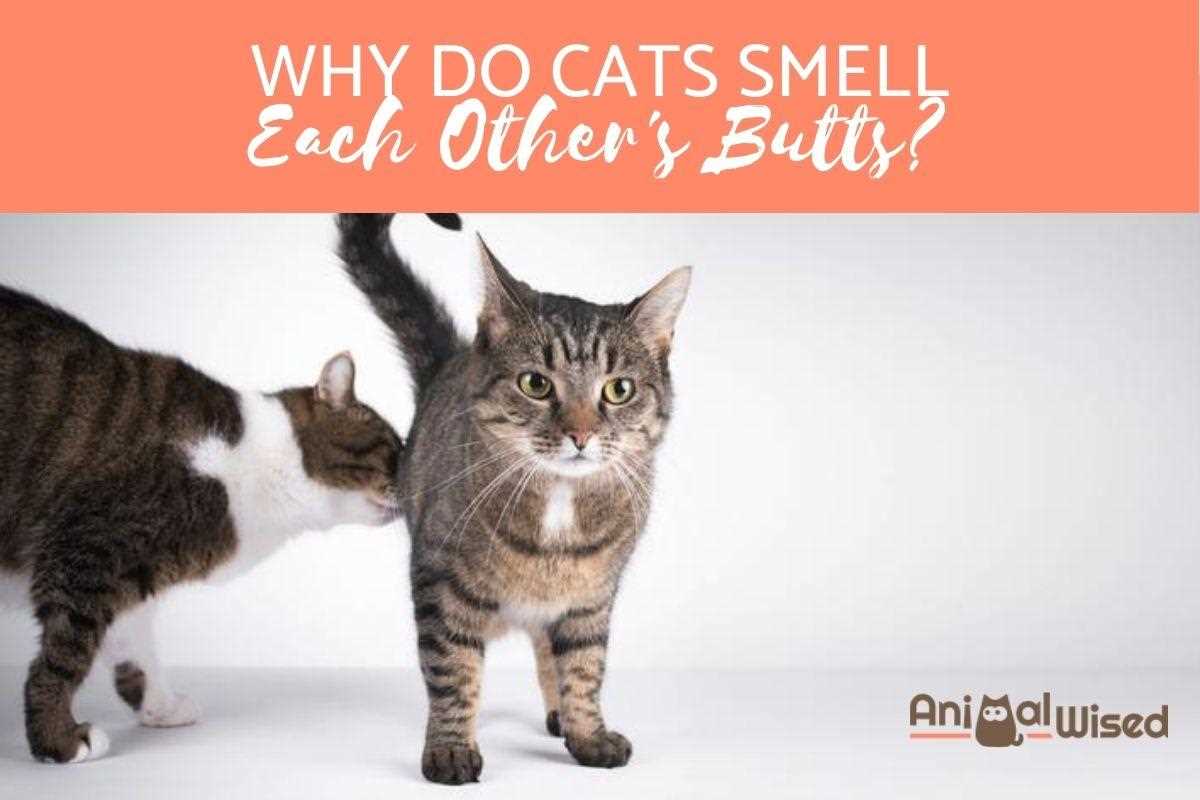 Health Implications of Bottom Sniffing in Cats