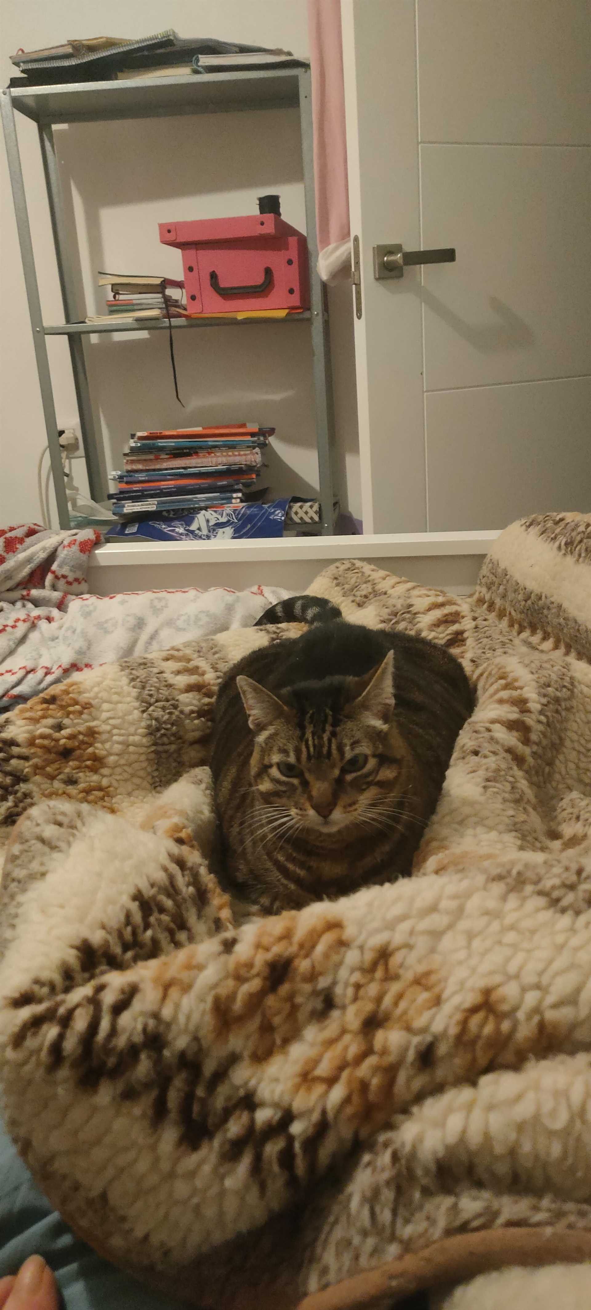 When to Consult a Veterinarian About Your Feline's Noises