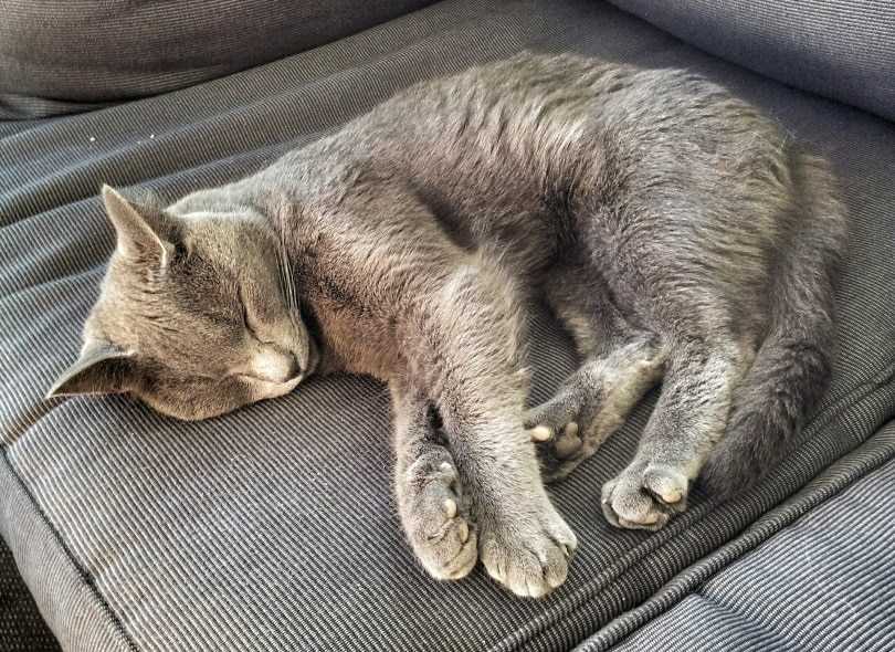 When to Be Concerned About Your Feline's Noises