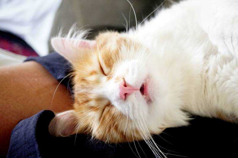 Common Reasons for Feline Snoring