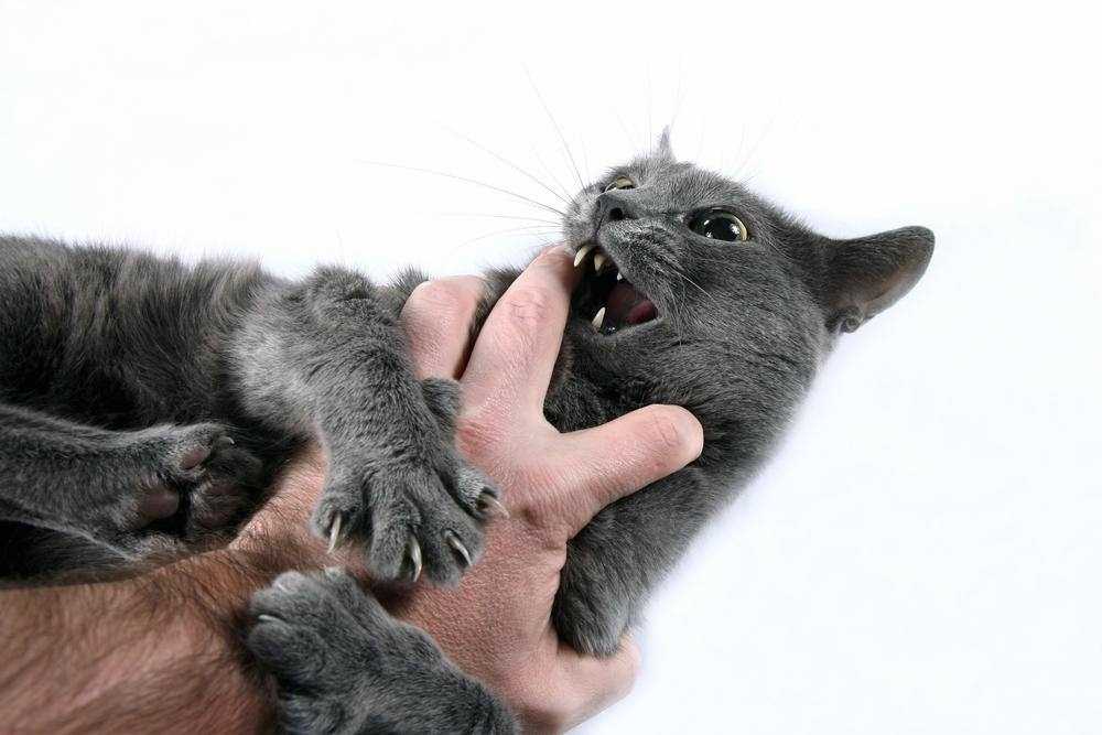 Frequency of Biting