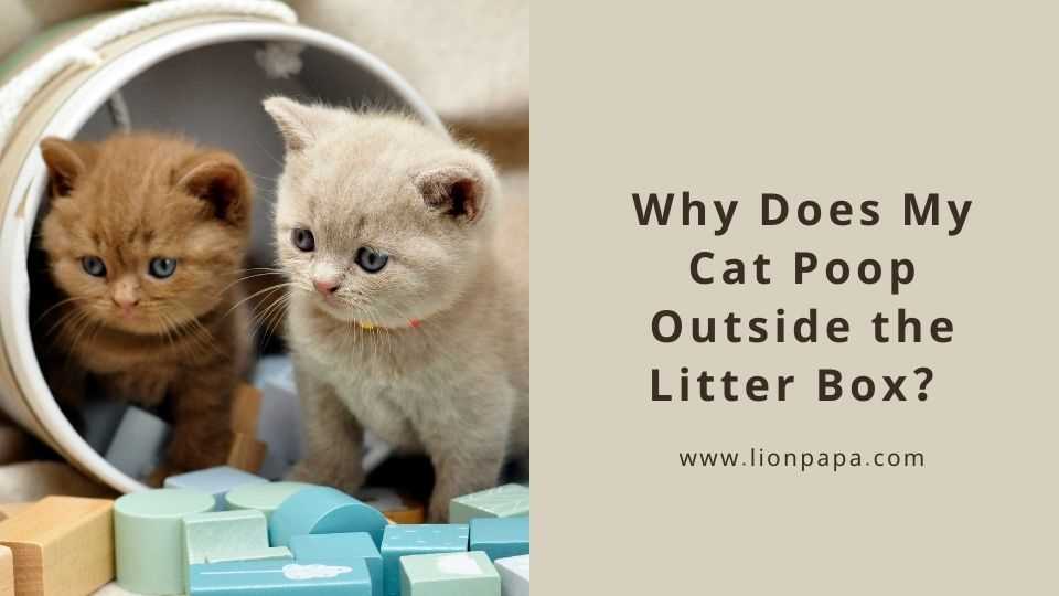 Environmental Factors That Influence Toilet Behavior