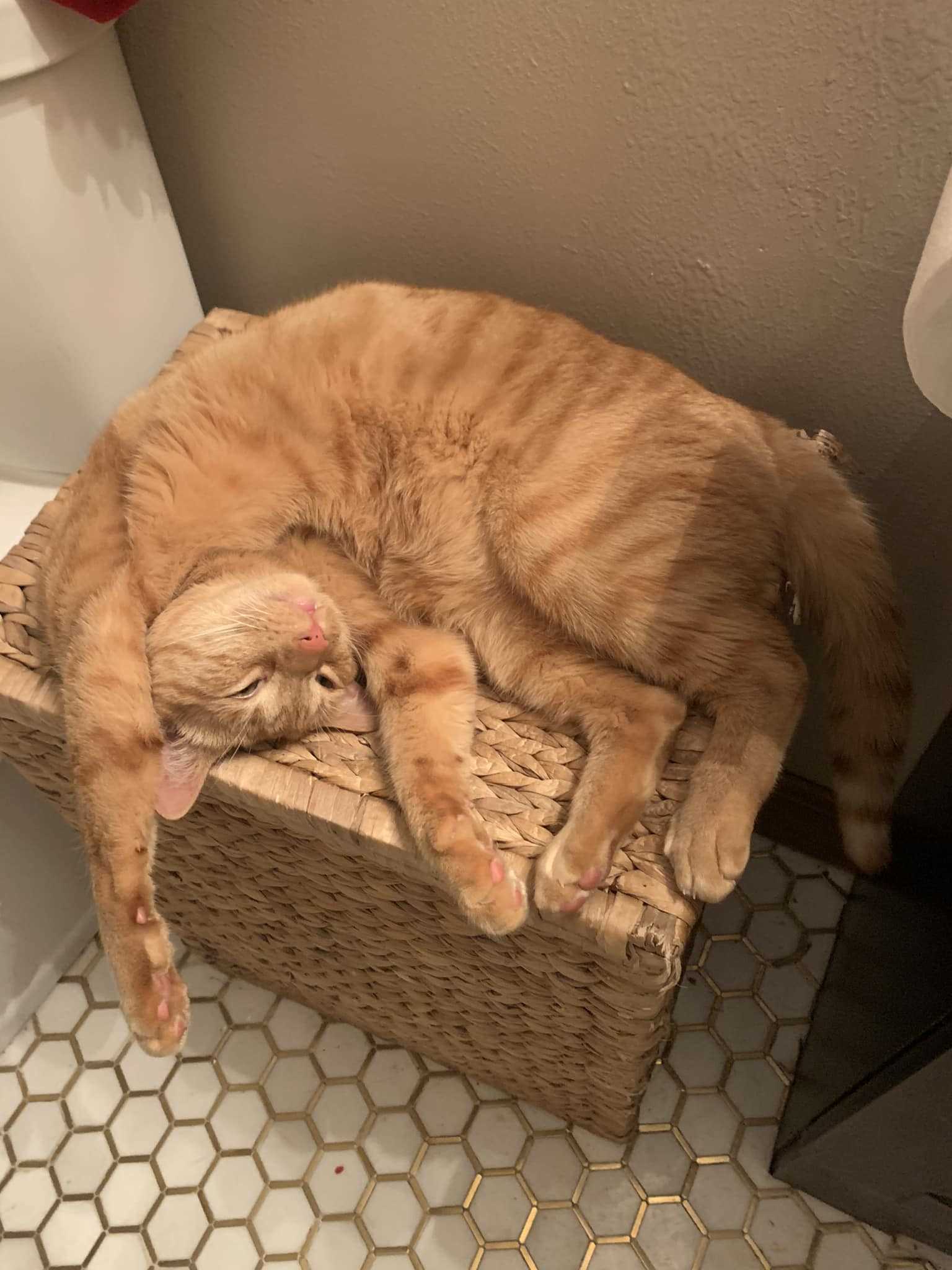 Understanding Medical Issues Leading to Litter Box Aversion