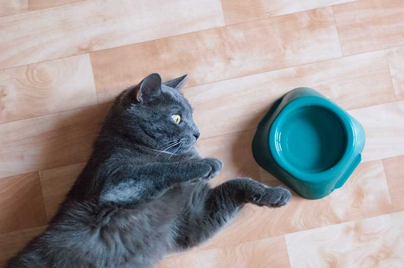 Why My Feline Friend Tips Over His Liquid Container