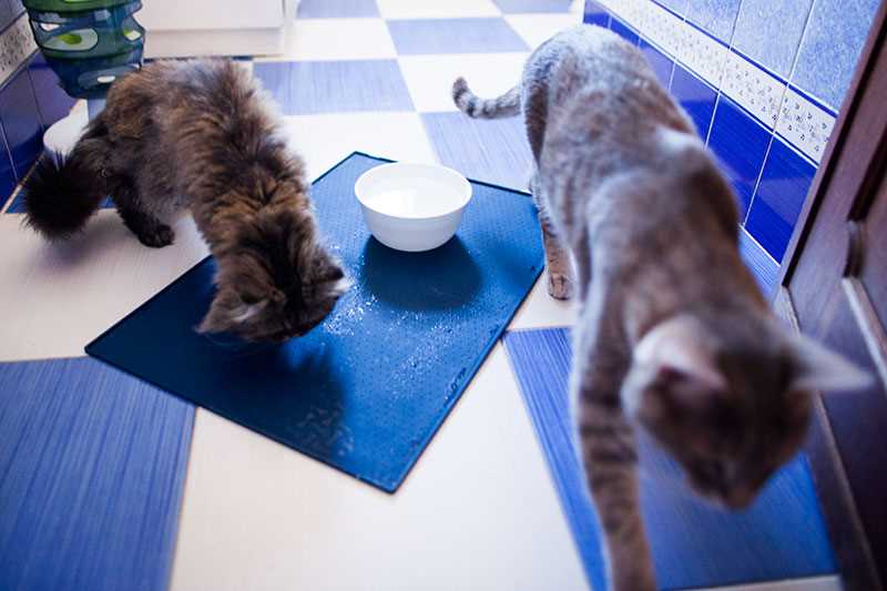 Choosing the Right Water Bowl to Prevent Spills