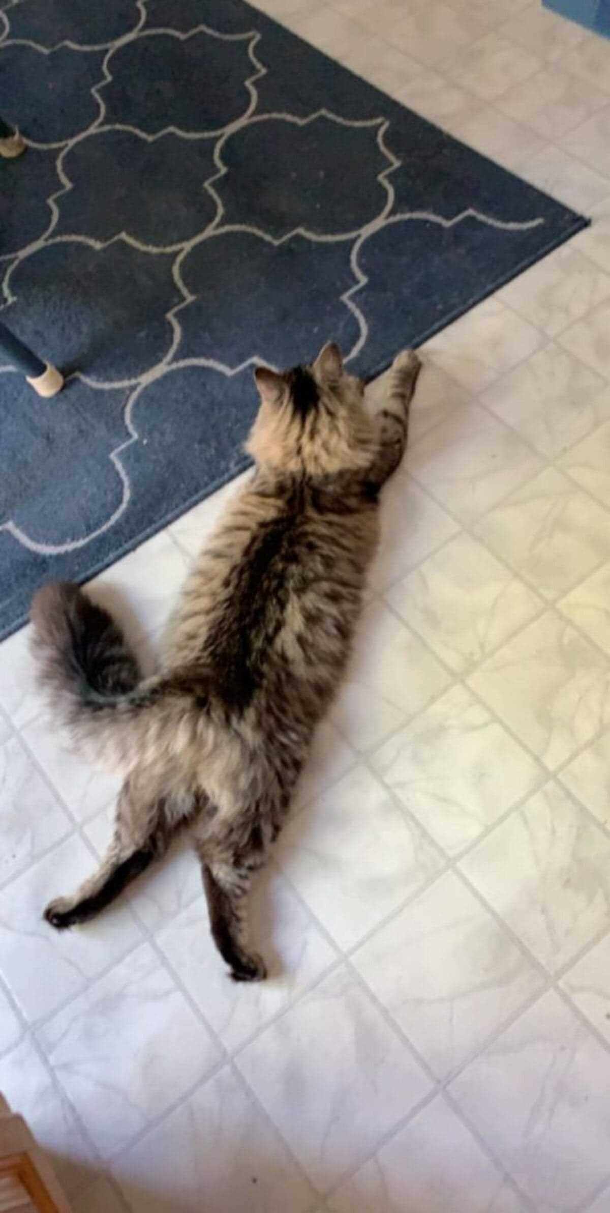 When to Be Concerned About Your Feline's Splooting