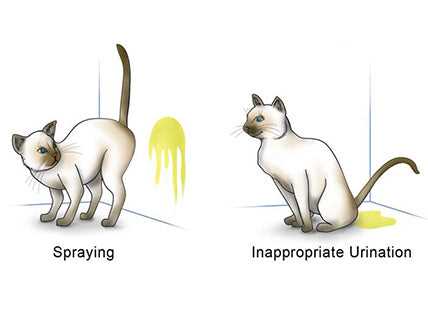 Cleaning and Deterrents